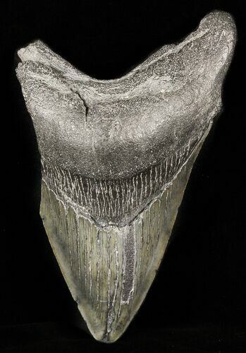 Partial, Fossil Megalodon Tooth #45947